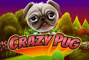 Crazy Pug
